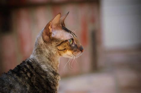 Cornish Rex Cat Breed Profile Characteristics And Care