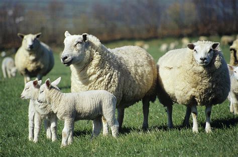 Domestic Sheep Photograph By David Aubrey