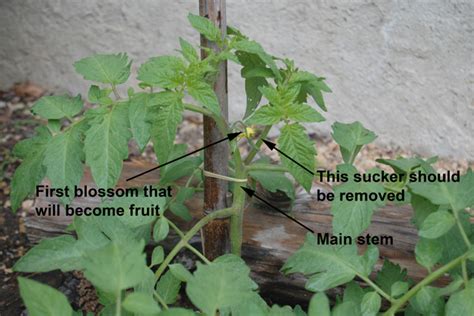 Pruning Indeterminate Tomatoes