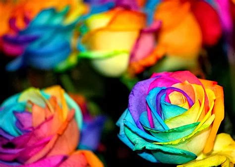 Flower Homes Rainbow Roses