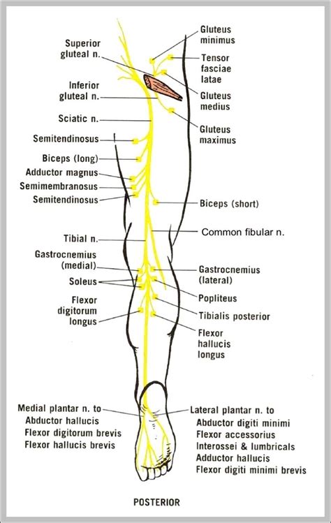 Sciatic Nerve Diagram Human Body