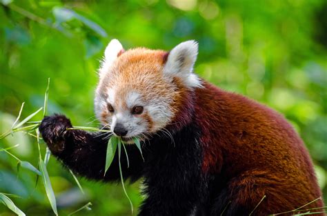 Free Images Nature Animal Wildlife Mammal Fauna Red Panda Whiskers Vertebrate Bamboo