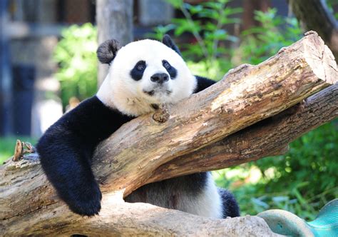 Giant Panda No Longer Endangered Experts Say Toronto Star