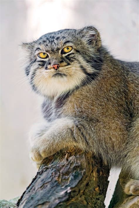 Thumbs Pro Boredpanda The Manul Cat Is The Most Expressive Cat In