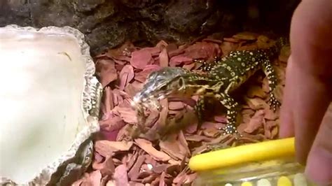 Feeding Asian Water Monitor Youtube