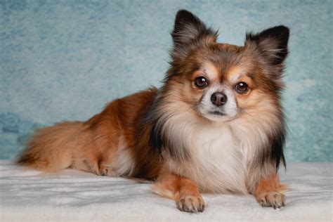 What Is A Long Haired Chihuahua Mix Does It Have A Hairy