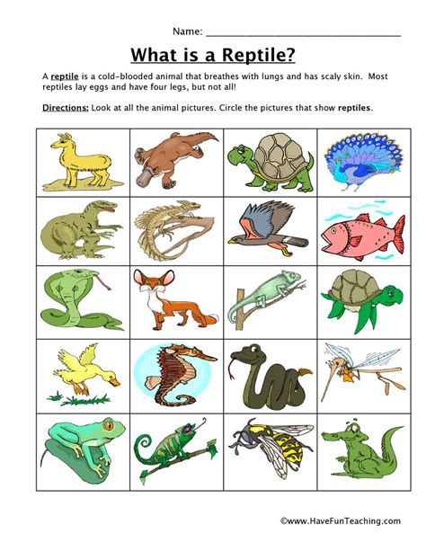 Reptile Classification Worksheet Look At All The Animal Pictures