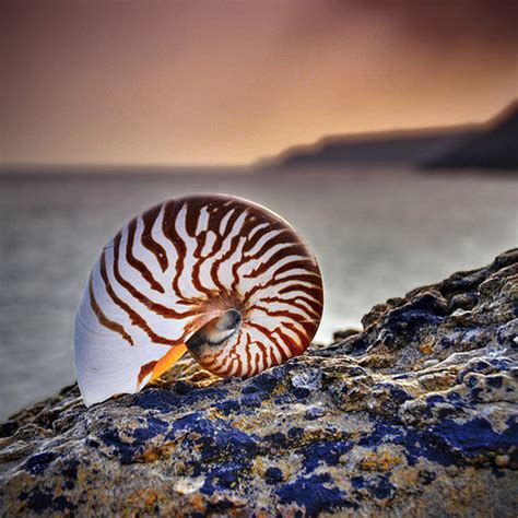 Spectacular Sea Shells Captured By Camera Amazing Ezone