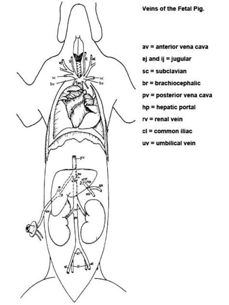 Diagram Fetal Pig Labeled Male Wiring Diagram Mydiagramonline