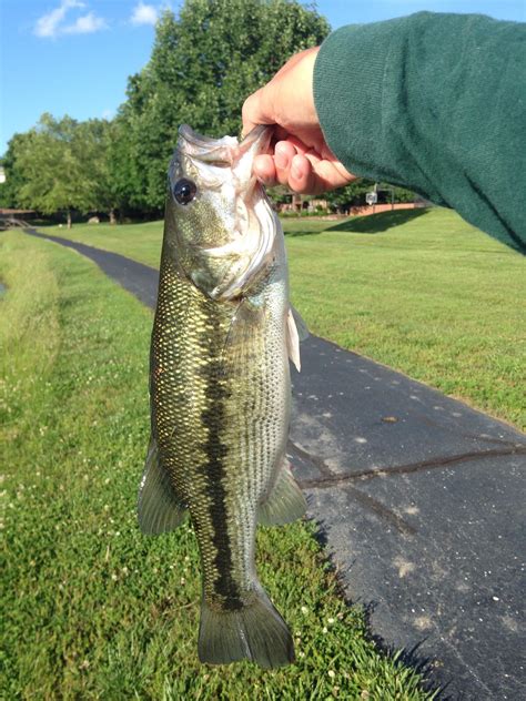 Is This A Spotted Bass Or A Largemouth It Seems That The Mouth Does Not Extent Past The Eye