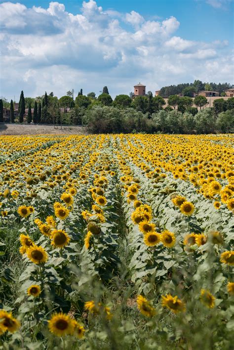 Tuscanys Sunflower Season Is Usually From July To August So If You