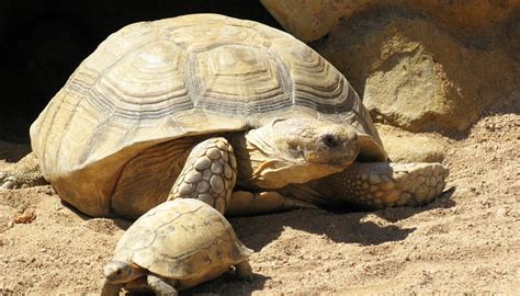 How Do Plants And Animals Adapt To The Desert Sciencing