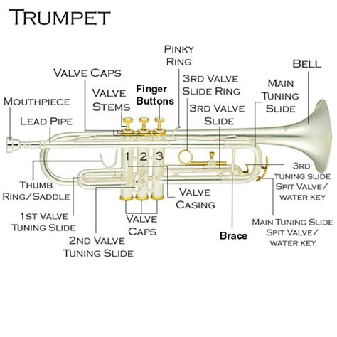 The Different Parts Of Your Trumpet Trumpet Blog