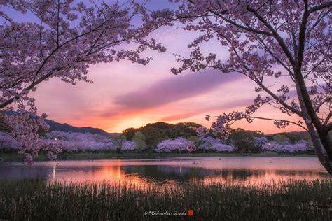 I Captured Sakura Bloom In Japan Spring Landscape Photography Spring