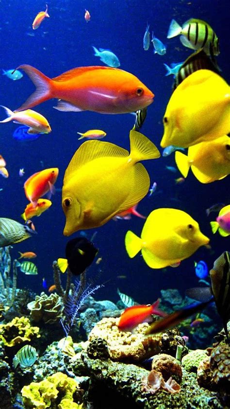 45 Free Tropical Fish Iphone Wallpapers Wallpaperboat
