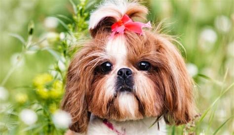 Shih Poo Puppy Weight Chart Puppy And Pets