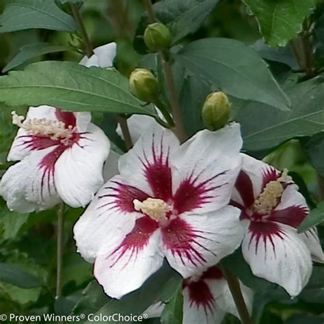 Hibiscus is a plant with dark leafy foliage and small round blooms that range from pink, red, and purple to yellow, orange, and white. Lil' Kim® - Rose of Sharon - Hibiscus syriacus | Proven ...