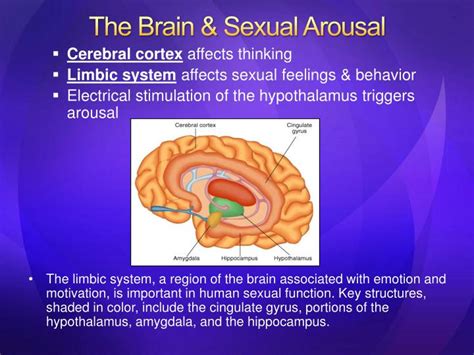 Ppt Sexual Arousal And Response Powerpoint Presentation Id 798550