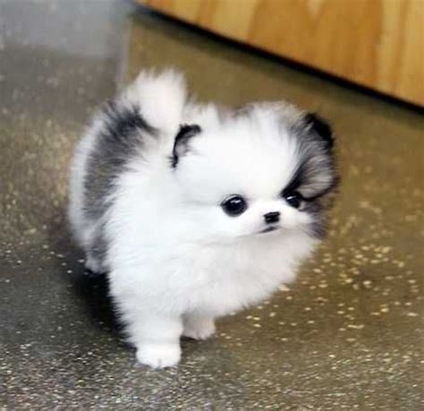 For us, it's about the entire experience from start to finish. Pomeranian | PetSync