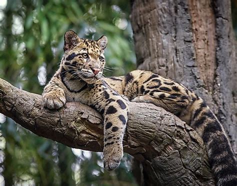 Clouded Leopard Facts Animals Of Asia