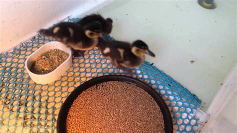 Hottentot Teal Ducklings 14 Days Old Youtube