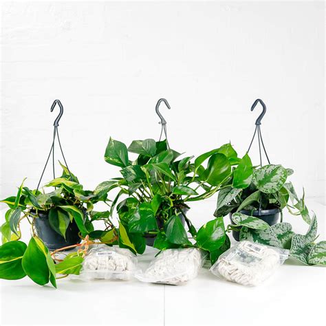 10 Best Indoor Hanging Plants Climbing Plants Uk