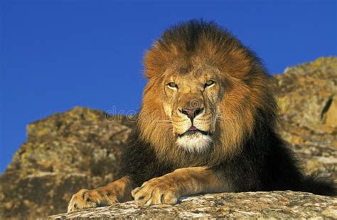 African Lion Panthera Leo Male Laying On Rocks Stock Photo Image Of
