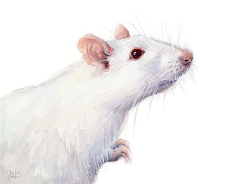 White Albino Rat Watercolor Painting By Olga Shvartsur Pixels