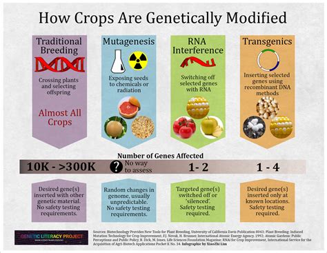 Glp Infographic How Crops Are Modified Are Gmos More Dangerous Genetic Literacy Project