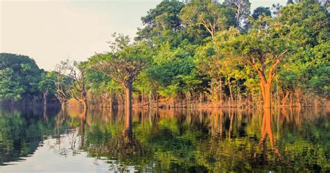Manaus Amazon Jungle Halvdags Vandretur Getyourguide