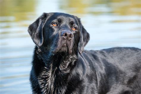 Black Labrador Retriever Male Adult Stock Photo Image Of Outdoor