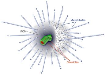 The animal cells are the structural and functional units of animal bodies and are eukaryotic in nature. The Centriole - Organelles Incorporated