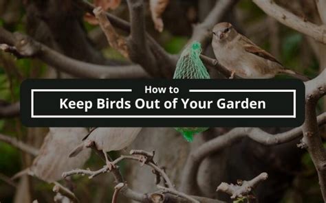 How To Keep Birds Out Of Your Garden Exclusive Gardening