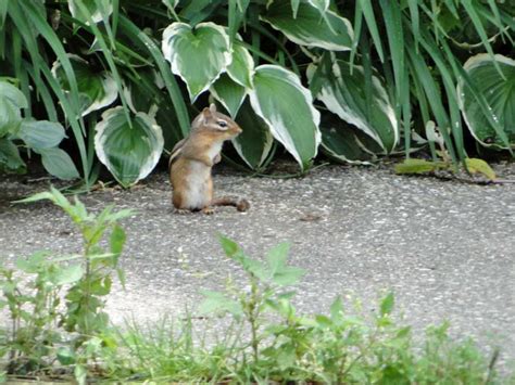 Photos of Chipmunks in my Backyard
