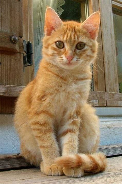 Pin By Tabby Cat Care On Cats Orange Tabby Cats Orange Cats Kittens