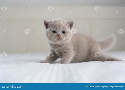 British Shorthair Lilac Cat Cute And Beautiful Baby Kitten Learning
