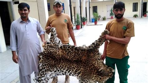 نایاب جانور پاکستان میں برفانی تیندوے سمیت معدومیت کے خطرے سے لاحق جانوروں کے اعضا اور کھالوں