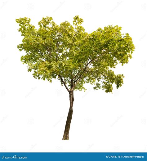 Green Isolated On White Maple Tree Stock Photo Image Of Seedling