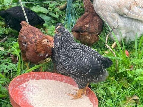 6 Week Old Barred Rocks Sexing Backyard Chickens Learn How To Raise Chickens