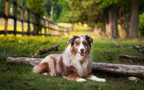 Previous pricec $614.39 29% off. Australian Shepherd, red merle | Dog pictures, Australian ...