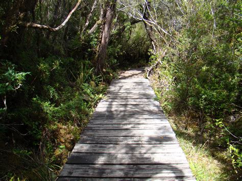 Free Images Landscape Tree Nature Forest Path Rock Wilderness