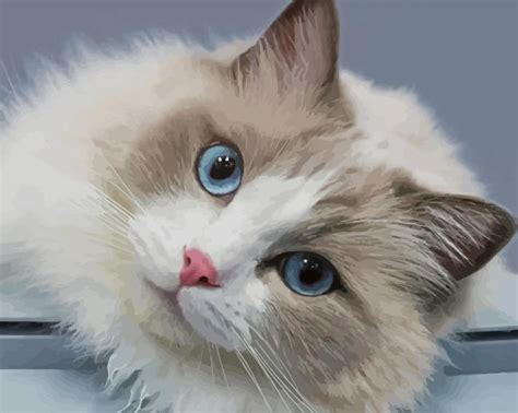 Cute Ragdoll Cat Paint By Numbers Paintingbynumberskitcom