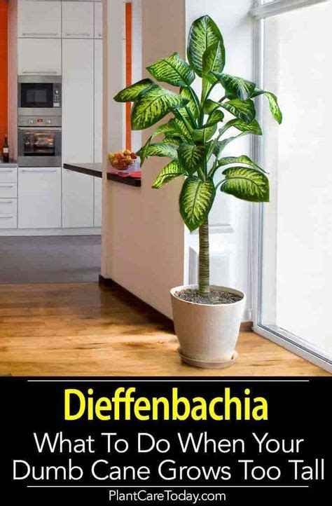 It will usually cause the cactus to quickly discolor. Dieffenbachia Plant: How To Grow And Care For The Dumb ...