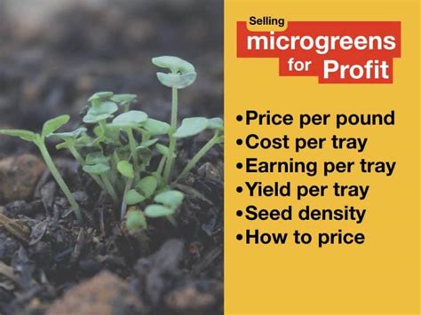 How Much To Sell Microgreens For - Microgreens Seeds Per Tray
