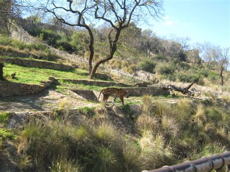 National Zoological Gardens Of South Africa Pretoria Hours Address