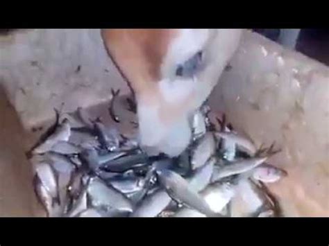 Can cats eat cooked spinach. Can cow eat meat ??(क्या गाए मीट खाती हैं ) - YouTube