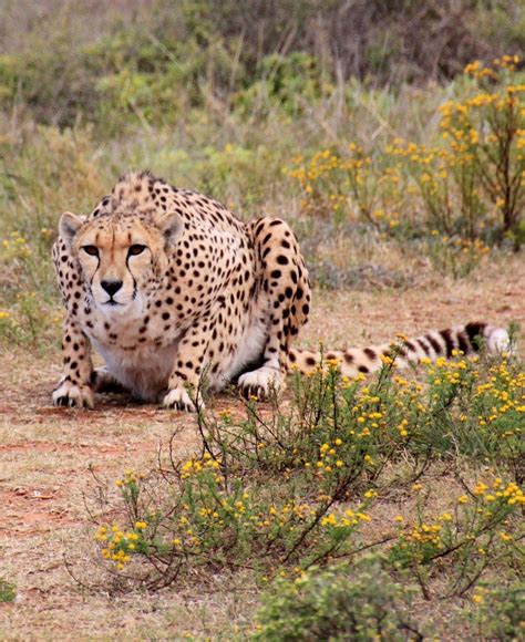 About Wild Animals Amazing Facts About Cheetahs Animals Wild Wild