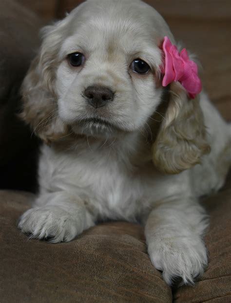 Feel free to browse hundreds of active classified puppy for sale listings, from dog breeders in pa and the surrounding areas. Cockapoo Puppies For Sale In Ohio - Wayang Pets