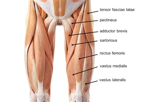 Groin Muscles Diagram Koibana Info Muscle Diagram Leg Muscles Diagram