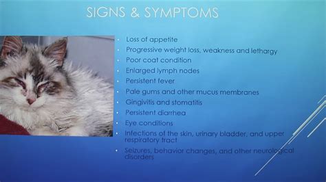 What are the signs of feline leukemia. FeLV-Feline Leukemia Virus - YouTube